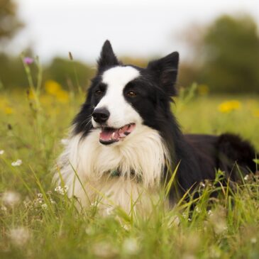 5 fatores essenciais para seu cão ser mais feliz