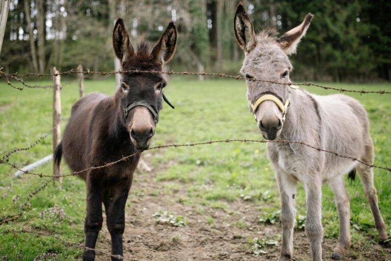 Dignidade e respeito: um dia para honrar Burros e Mulas