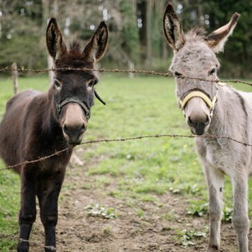 Dignidade e respeito: um dia para honrar Burros e Mulas