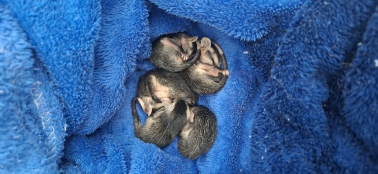 Pequenos órfãos, imensa gratidão