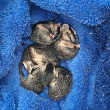 Pequenos órfãos, imensa gratidão